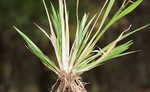 Redtop panicgrass